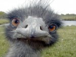 emu-788130.jpg