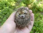 hedgehog.jpeg