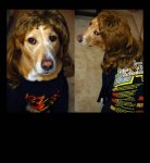 dog-rocker-wig.jpg