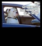 dog-goodbye-friends-car.jpg