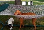 uh-oh-dog-hammock.jpg