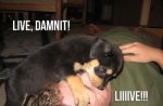 live-dammit-live-puppy.jpg