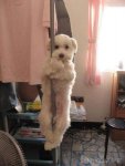 dog-pole-stripper.jpg