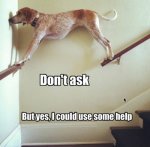 dog-standing-stairs.jpg