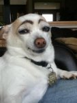 dog-eyebrows.jpg