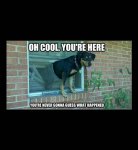 dog-window-cool-here.jpg