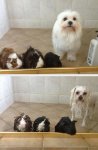 before-after-shower-dog-guinea.jpg