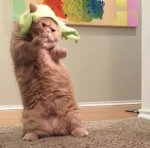 teaching-the-cat-to-do-gangnam-style-he-just-got-that-song-out-of-his-head-after-four-years.jpg