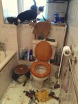 every-time-you-want-to-use-your-friends-bathroom-who-has-cats.jpg