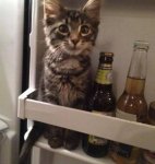 this-is-what-you-call-a-meowcro-brew.jpg