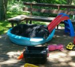 bear-loves-pool-day.jpg