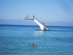 sharks-love-this-diving-board.jpg