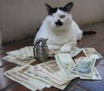 this-boss-ran-a-purrfect-operation.jpg