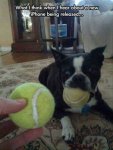 the-dog-will-spit-out-the-tennis-ball-and-grab-the-new-one-works-every-time.jpg