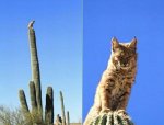 hippie-cat-doesn-t-want-the-cactus-chopped-down-for-the-new-housing-development.jpg