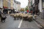 the-people-in-this-town-are-real-sheep-if-you-ask-me.jpg