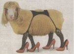 sheep_legs.jpg