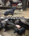 dog_tool.jpg