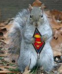 super squirel.jpg