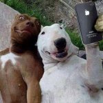 dogs_selfie.jpg