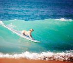 surfing-dog-catches-waves-and-tails.jpg