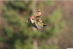 11-amazing-weaselpecker-memes-image-2.jpg