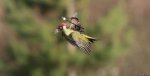 11-amazing-weaselpecker-memes-image-3.jpg