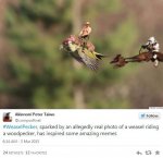 11-amazing-weaselpecker-memes-image-12.jpg