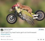 11-amazing-weaselpecker-memes-image-4.jpg