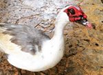 someone-found-a-real-duck-that-looks-just-like-darth-maul-image-2.jpg