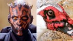 someone-found-a-real-duck-that-looks-just-like-darth-maul-image-1.jpg