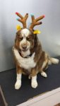 santa-s-dog-is-super-pissed-he-has-to-fill-in-for-rudolph-today.jpg