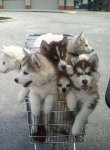 picked-up-a-six-pack-of-puppies-at-costco.jpg