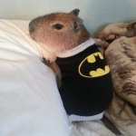 i-m-bat-hamster.jpg