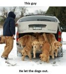 trunk-full-of-puppies-thankfully-just-puppies.jpg