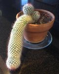 time-to-get-a-new-cactus-if-it-does-this.jpg