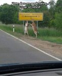 deer-in-this-town-are-known-to-do-the-conga.jpg