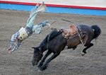 high-on-bath-salts-horse-and-cowboy-thought-they-were-diving-into-a-pool.jpg