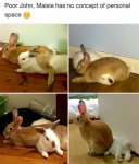 one-of-these-bunnies-is-the-blanket-in-the-relationship.jpg