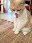 gene-simmons-cat.jpg