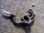 smoking-snake-wants-to-know-if-it-was-good-for-you-too.jpg