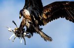 get-that-drone-outta-my-yard-said-the-eagle.jpg