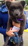 bear-that-looks-like-a-dog-or-dog-that-looks-like-a-bear.jpg