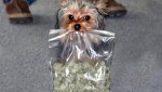 dog-leaves-to-play-in-the-yard-returns-with-a-huge-bag-of-mystery-weed-image-1.jpg