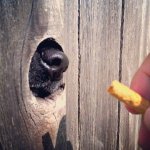 the-fence-loves-corn-chips.jpg