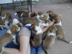 the-puppies-slowly-realized-their-owner-wasn-t-waking-up-and-they-d-have-to-eat-her-to-survive-s.jpg