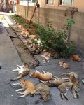 when-a-cat-hoarder-gets-kicked-of-the-house.jpg