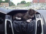 this-car-has-a-kitten-compartment.jpg