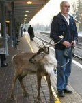 grandpa-tried-using-blitzen-but-the-train-proved-to-be-much-faster.jpg