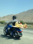 this-dog-crashed-his-plane-into-a-motorcycle-and-the-guy-kept-riding.jpg